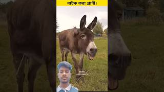 কিছু প্রাণীর নাটক দেখলে আপনি অবাক হবেন 😲😲🫨🫨 #acting #animals #shortvideo #facts #amazingfacts