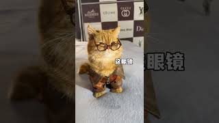 发现一只可爱猫咪 #猫咪 # #cat #cutecat #funny  #pets