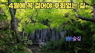 4월에 꼭 걸어야 후회가 없다..!!