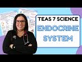 2024 ATI TEAS 7 Science Anatomy and Physiology Endocrine System with Nurse Cheung