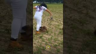 Muskrat Attacks On Girl 😂 - 🐀 Muskrats