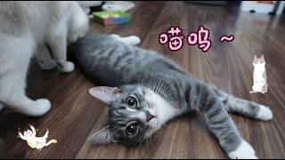 「CUTE CATS 」激光笔果然是逗猫神器，累的小猫躺在地上喘粗气 ❤  ねこちゃん