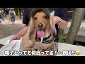 【vlog】大好きな愛犬たちを連れて１泊２日のイヴくんバースデー家族旅行 in軽井沢 dog dept 後編