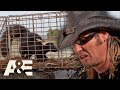 Snagging SUPER STINKY SKUNKS | Billy the Exterminator | A&E