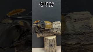 【世界最大の交尾】ヘラクレスオオカブトの交尾が凄い...w #クワカブ #昆虫飼育 #カブトムシ #beetle #カブトムシ飼育 #カブトクワガタ #カブト虫 #昆虫観察 #ヘラクレスオオカブト#