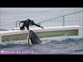 かくれんぼするトレーナーさんと言えば・・・ *´艸｀ 鴨川シーワールド シャチ orcas at kamogawa sea world in japan