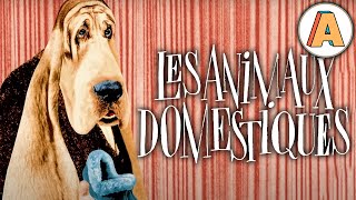 Les Animaux Domestiques - Animation Short Film by Jean Lecointre - 2016 - France