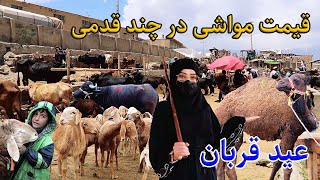 گزارش نرگس از قیمت مواشی /قیمت یک دانه شتر یک لک افغانی Narges report on livestock prices