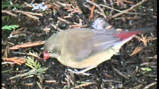 Lavender Finch