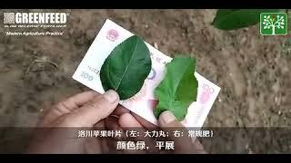 大力丸陕西苹果叶片与常规对比表现 Apple Shaanxi Leaf Comparison_20180424