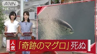 あの時は生き延びた・・・葛西の“奇跡のマグロ”死ぬ(16/08/02)