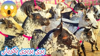 Bari Barbari Goats farming 03327251817.بری بربری بکریاں پیور اصل Ainmal Goat farming Rosi Taede Goat