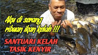 KENA SERANG RIBUAN IKAN KELAH..!!! SANTUARI KELAH TASIK KENYIR. #jalansantai #santuarikelah #ganu