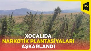 Xocalıda erməni separatçılarının əkdiyi narkotik plantasiyaları