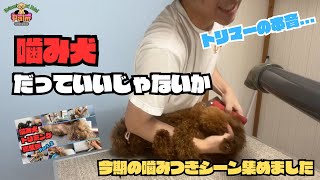 【トリマーの本音】噛み犬のトリミングをし続けた結果...【噛みつきシーン集めました】