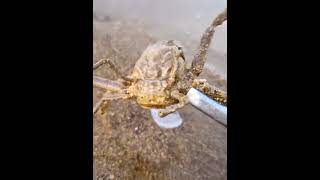 Catching Seafood 🐟🦀🐙🐢 Deep Sea Octopus (Catch Crab, Catch Fish) - Tik Tok #205