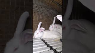 Альбиносы - проблема вариативности #bunny #rabbit #кролики #крольчата