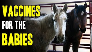 Vaccines for the Babies | Reservation Horses