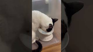 独特な水の飲み方をする猫【かわいい】