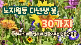 2023년 정원에 심을 만한 관리가 쉬운 노지월동 다년생 꽃 30가지 모음