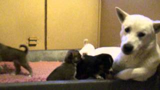 Canaan Dog puppies