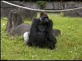 臺北市立動物園_非洲動物區_金剛猩猩western gorilla_01