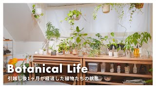 引越しから1ヶ月…植物たちの様子をご紹介します！