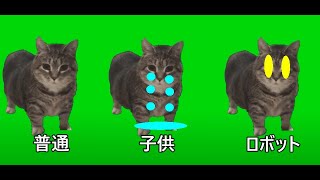 種類が多すぎる OIIIIIA猫