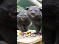 5 surprising facts about binturongs discover the secrets of the bearcat 🐻🐱