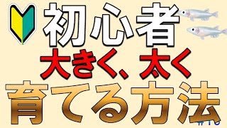 メダカ初心者必見!!大きくて、健康なメダカを育てるための秘訣を教えます