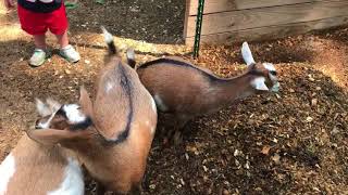 Cleaning out the Goat Pens (Filling and Leveling Holes)