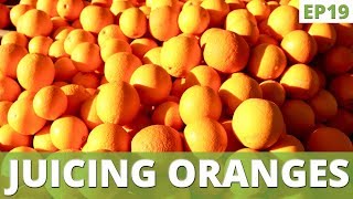 How to Juice Oranges | Zulay Citrus Juicer Tips | EP 19