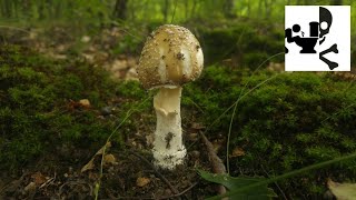 Muchomor plamisty (Amanita pantherina) 25.07.2017