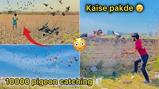 Omg 😳 itne sare nayab kabutr 🕊️ ( Try to catch white pigeon from field 🌾