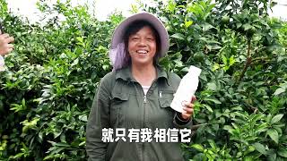 柑橘转色增甜，广西钟姐使用渔美荏方案，果子靓丽口感好提早上市