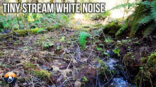 Tiny PNW Stream White Noise Ambient Soundscape