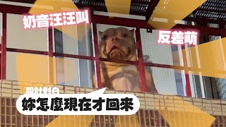 惡霸犬聽姊呼喚衝陽台迎接！反差萌奶音汪叫｜寵物｜狗狗｜精選影片