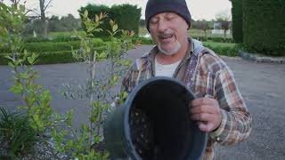 How To Treat Exposed Roots In Pot Plants