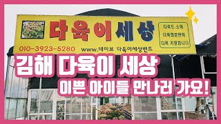 김해 다육이세상 짱짱하게 잘 굳혀진 창 아이들 만나러 가~ 보실까요?