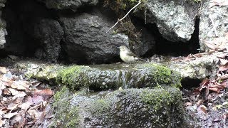 山中湖 大洞の泉のキビタキ（雌）の水浴び　その４３（4K動画）