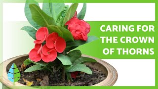 CARING for the CROWN of THORNS (Euphorbia MIli) 🌸 Watering, Pruning, Reproduction and more!