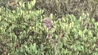 Little owl / Steenuil 3