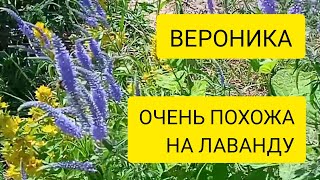 МНОГОЛЕТНИК ВЕРОНИКА Посадите вместо лаванды Они неприхотливы.