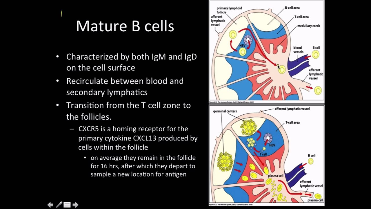 Immunology: B Cell Maturation - YouTube