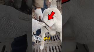 لماذا يتم قطع ذيل الخروف 🐏؟‼️😨 #shorts