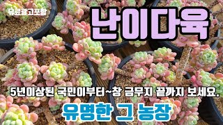 [22.10.25]난이다육  국민이다육 5년이상되어  색감최고(수연금.그라바쯤.미니마.태성몰게인금무지)