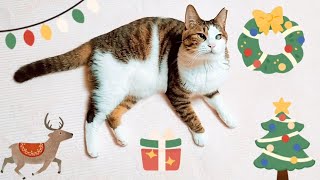 #タビちゃんとクリスマス 🎄 Christmas with cat tabi 🎄 #cat #クリスマス #christmas