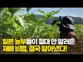 일본 재배 기술, 한국에서의 적용 가능성은? 이상 현상이 보인다면? 이렇게 하세요