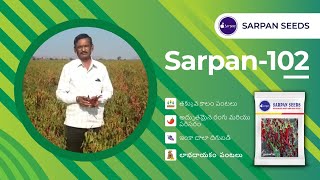 #SarpanHero #సర్పన్ -102 బ్యాడగి మిరప - డబ్బి #Sarpan 102 #Byadagi chilli seeds | #byadagichilli