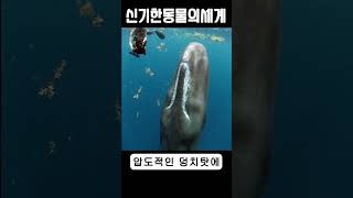 바다에 세상에서 가장 강한 동물이 있다고? \